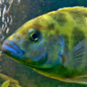 Meet your Posher, Randy